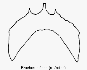 bruchus_rufipes_ster.gif