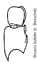 bryaxis_bulbifer_f.gif
