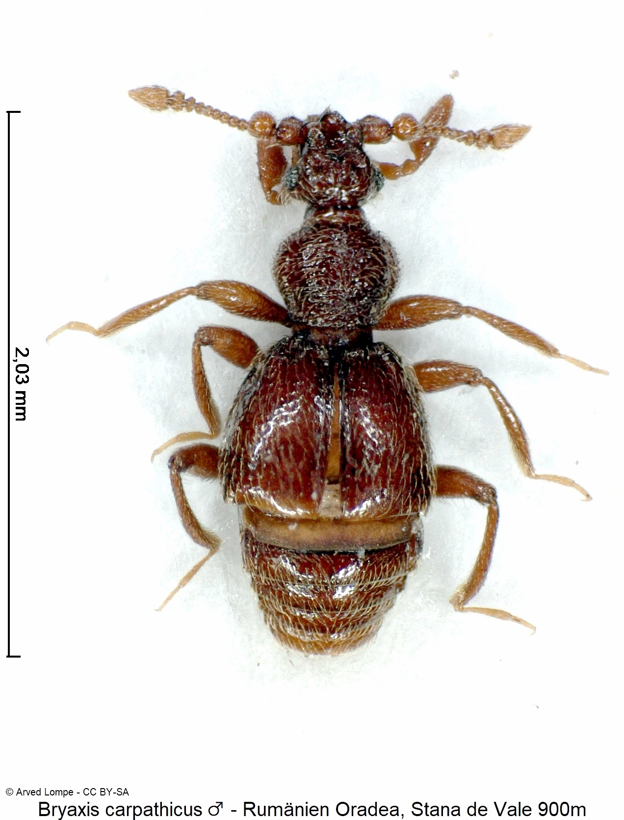 bryaxis_carpathicus_m_ck24723_hab.jpg
