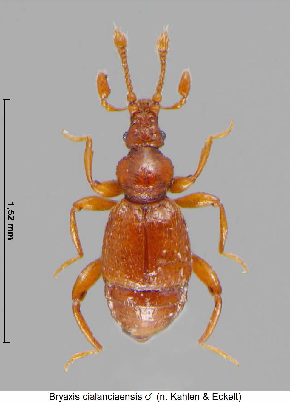 bryaxis_cialanciaensis_m_hab.jpg