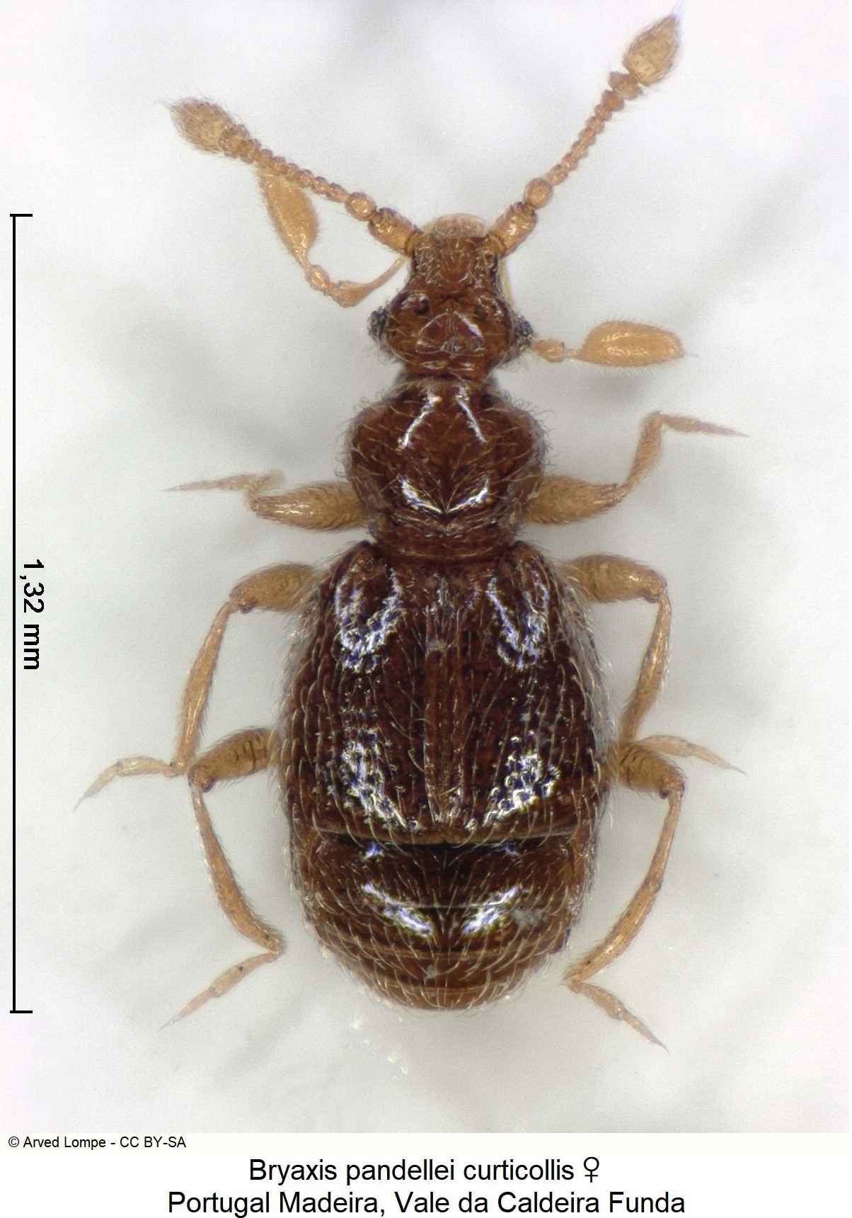 bryaxis_curticollis_w_ck37153121_hab.jpg