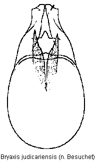 bryaxis_judicariensis.gif