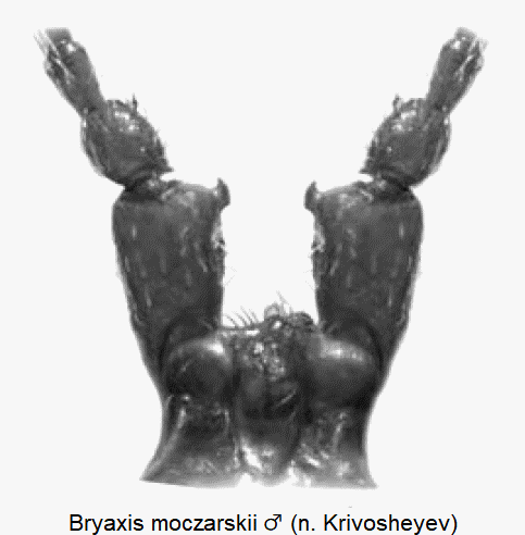 bryaxis_moczarskii_m_f.gif
