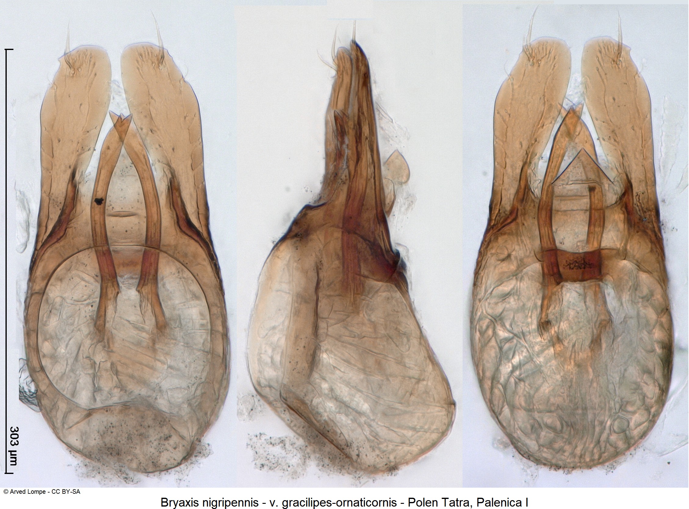 bryaxis_nigripennis_ck34336562-1.jpg