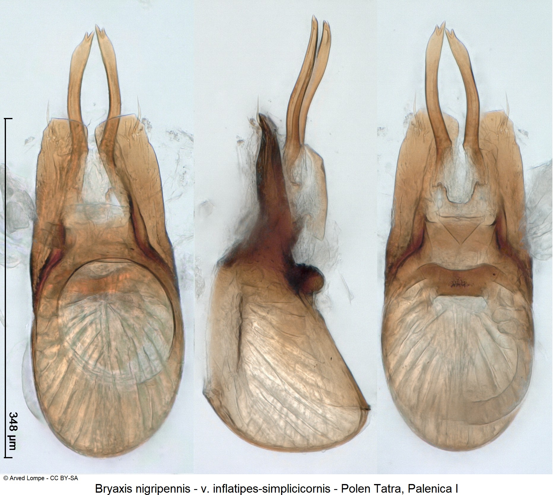 bryaxis_nigripennis_ck34336562.jpg