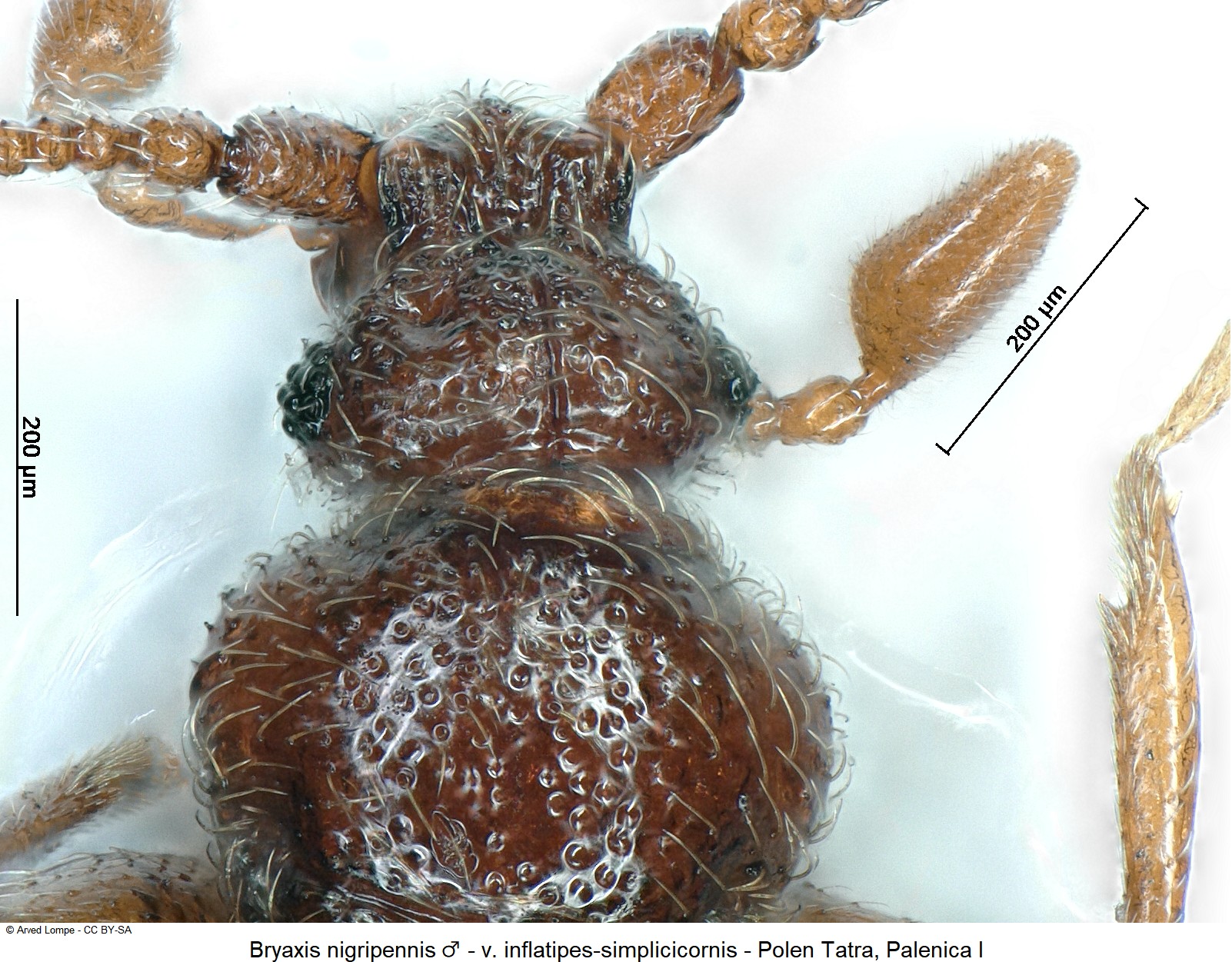 bryaxis_nigripennis_m_ck34336562_vk.jpg