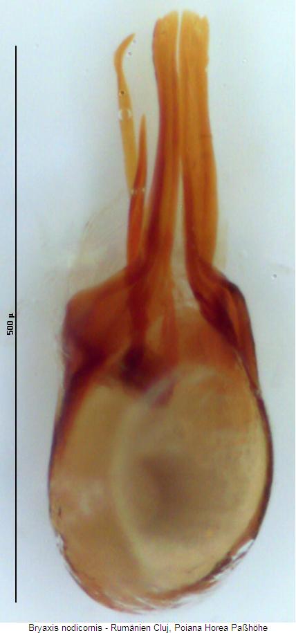 bryaxis_nodicornis.jpg