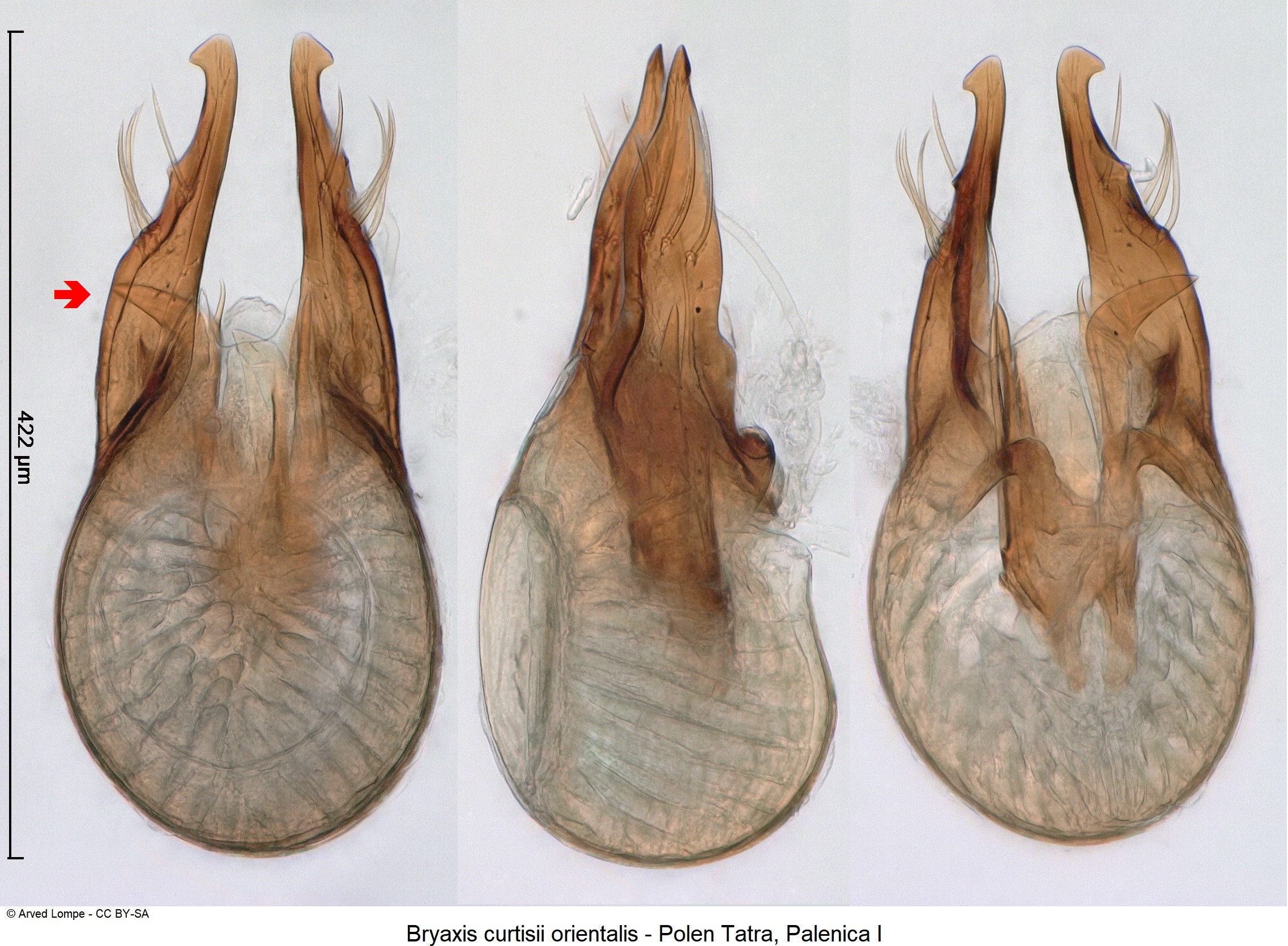 bryaxis_orientalis_ck34336498-2.jpg