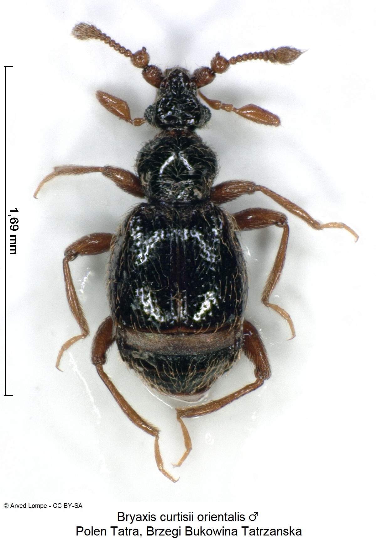 bryaxis_orientalis_m_ck34326228_hab.jpg