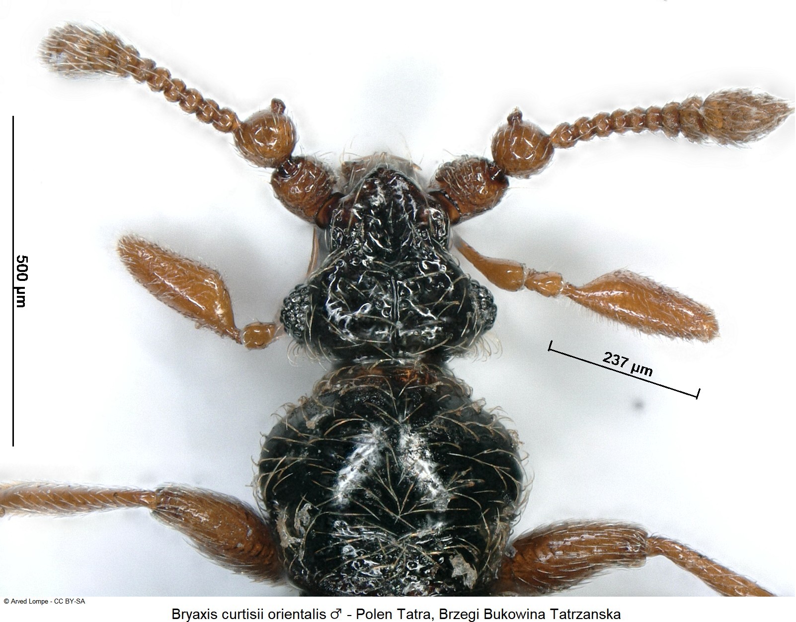 bryaxis_orientalis_m_ck34326228_vk.jpg