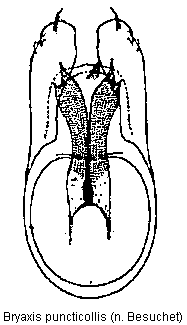bryaxis_puncticollis.gif