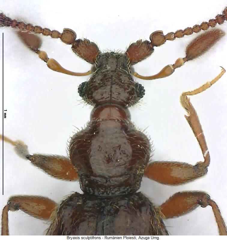 bryaxis_sculptifrons_vk.jpg