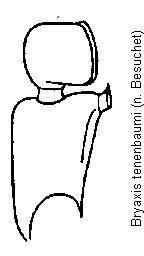 bryaxis_tenenbaumi_f.gif