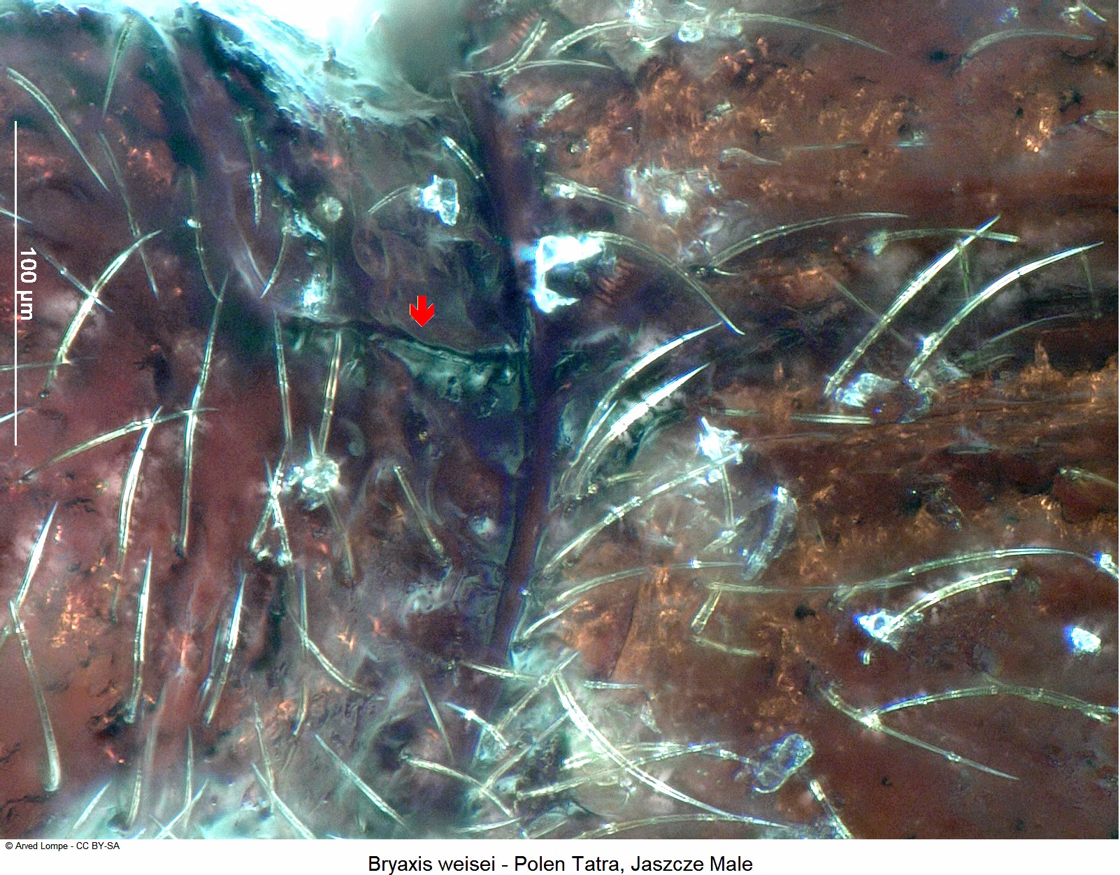 bryaxis_weisei_ck34326253_hsch.jpg
