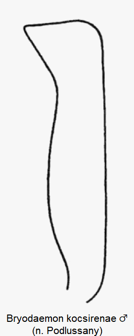 bryodaemon_kocsirenae_m_vschn.gif