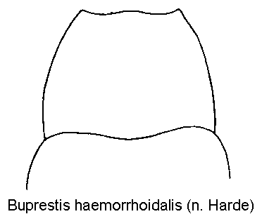 buprestis_haemorrhoidalis_hsch.gif