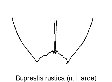 buprestis_rustica_fld.gif