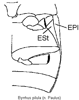byrrhus_pilula_hbr.gif
