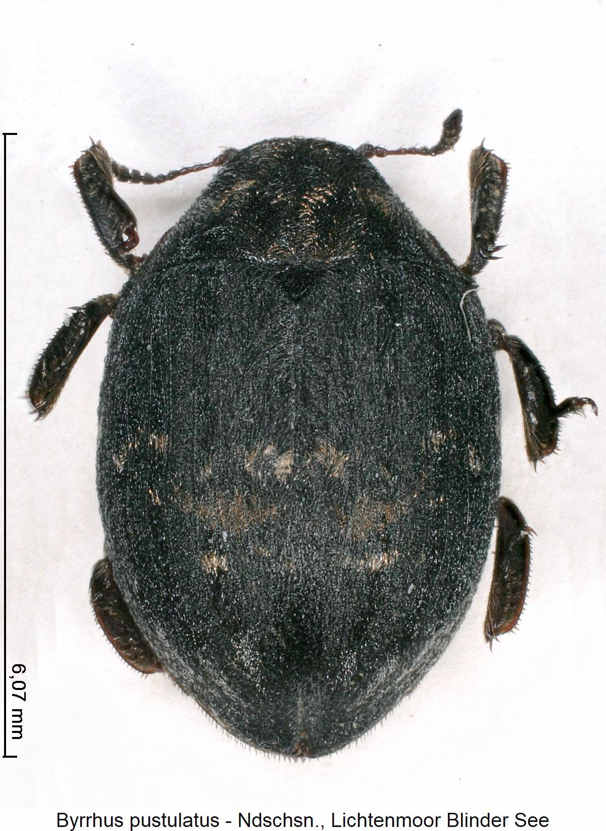 byrrhus_pustulatus_hab.jpg