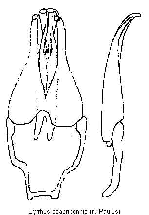 byrrhus_scabripennis.gif