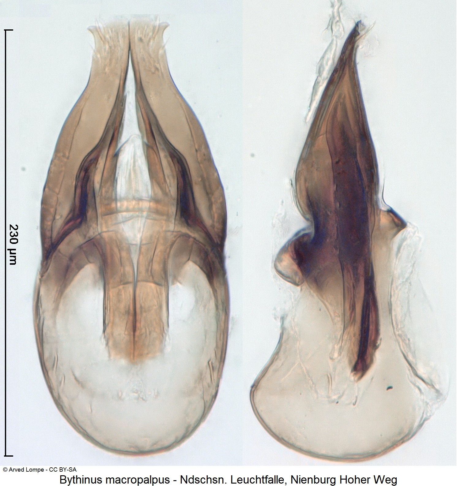 bythinus_macropalpus_ck36528304.jpg