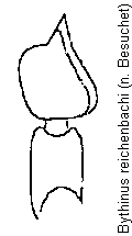 bythinus_reichenbachi_f.gif