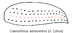 caenorhinus_aeneovirens_fld.gif