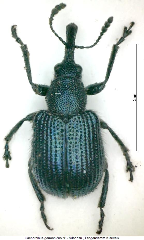 caenorhinus_germanicus_hab.jpg