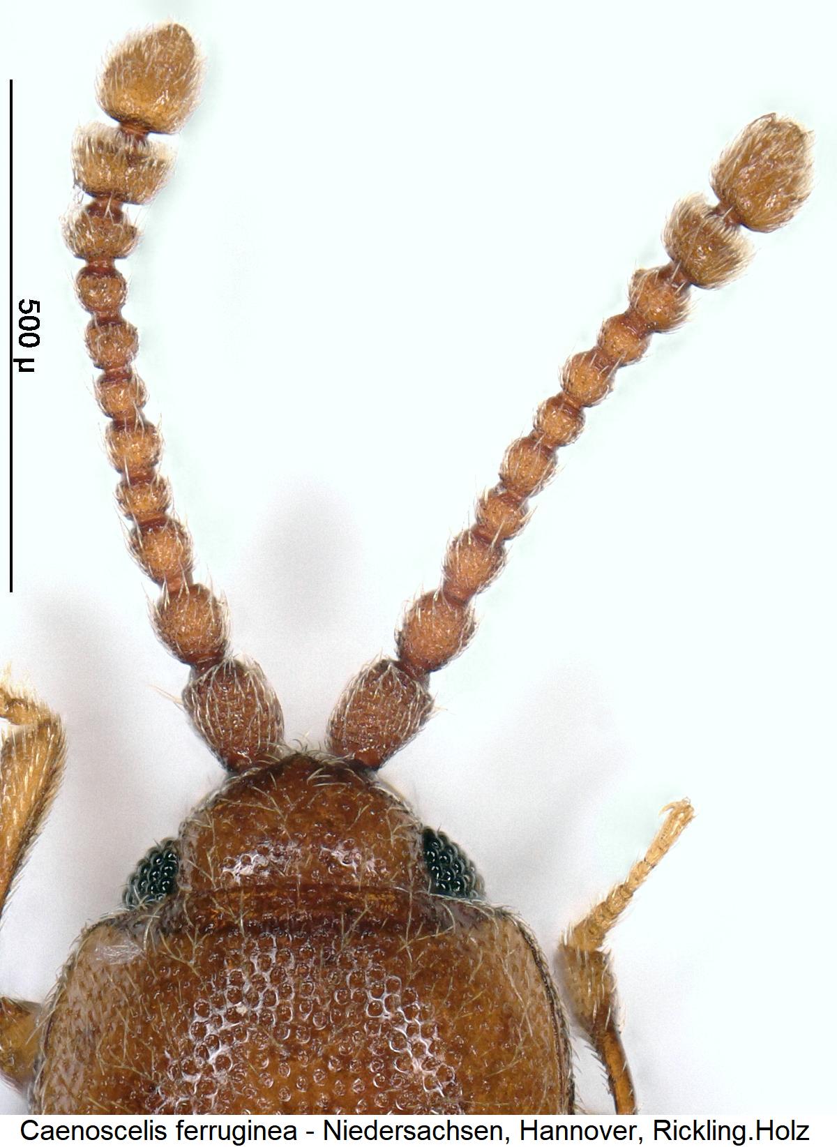 caenoscelis_ferruginea_f.jpg