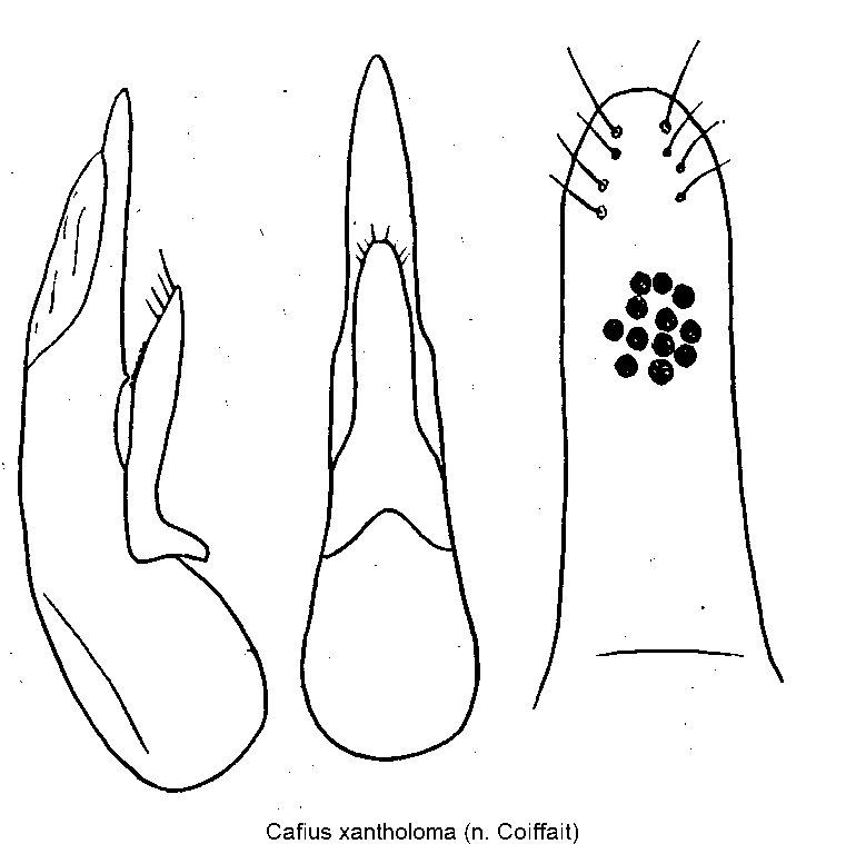 cafius_xantholoma.gif