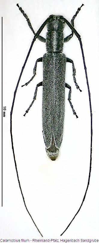 calamobius_filum_hab.jpg