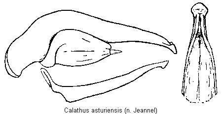 calathus_asturiensis.jpg
