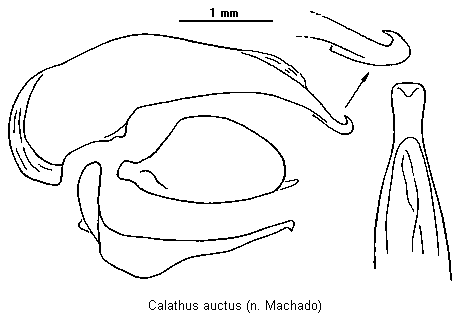 calathus_auctus.gif