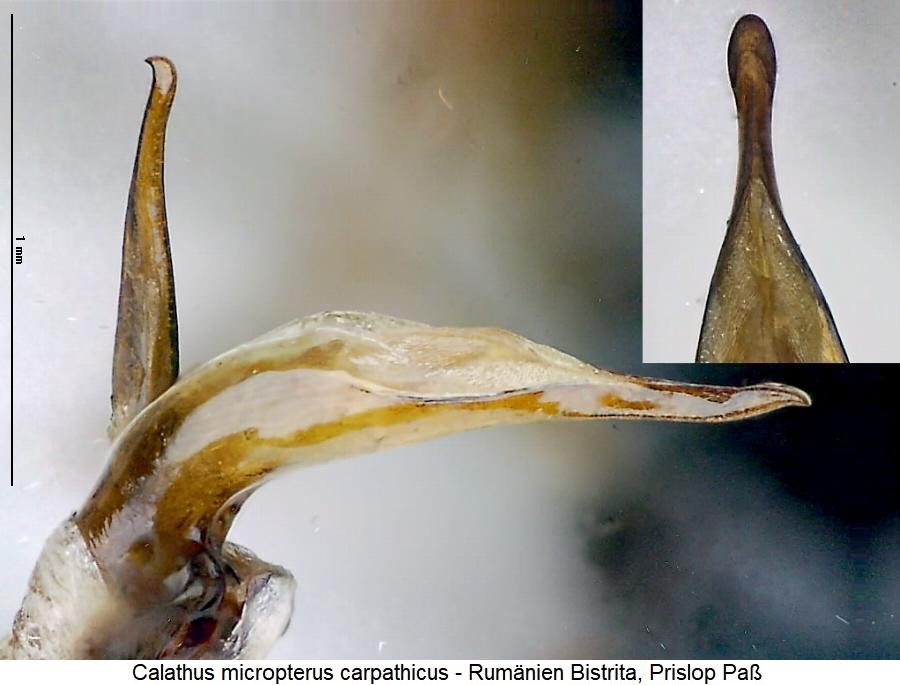calathus_carpathicus.jpg