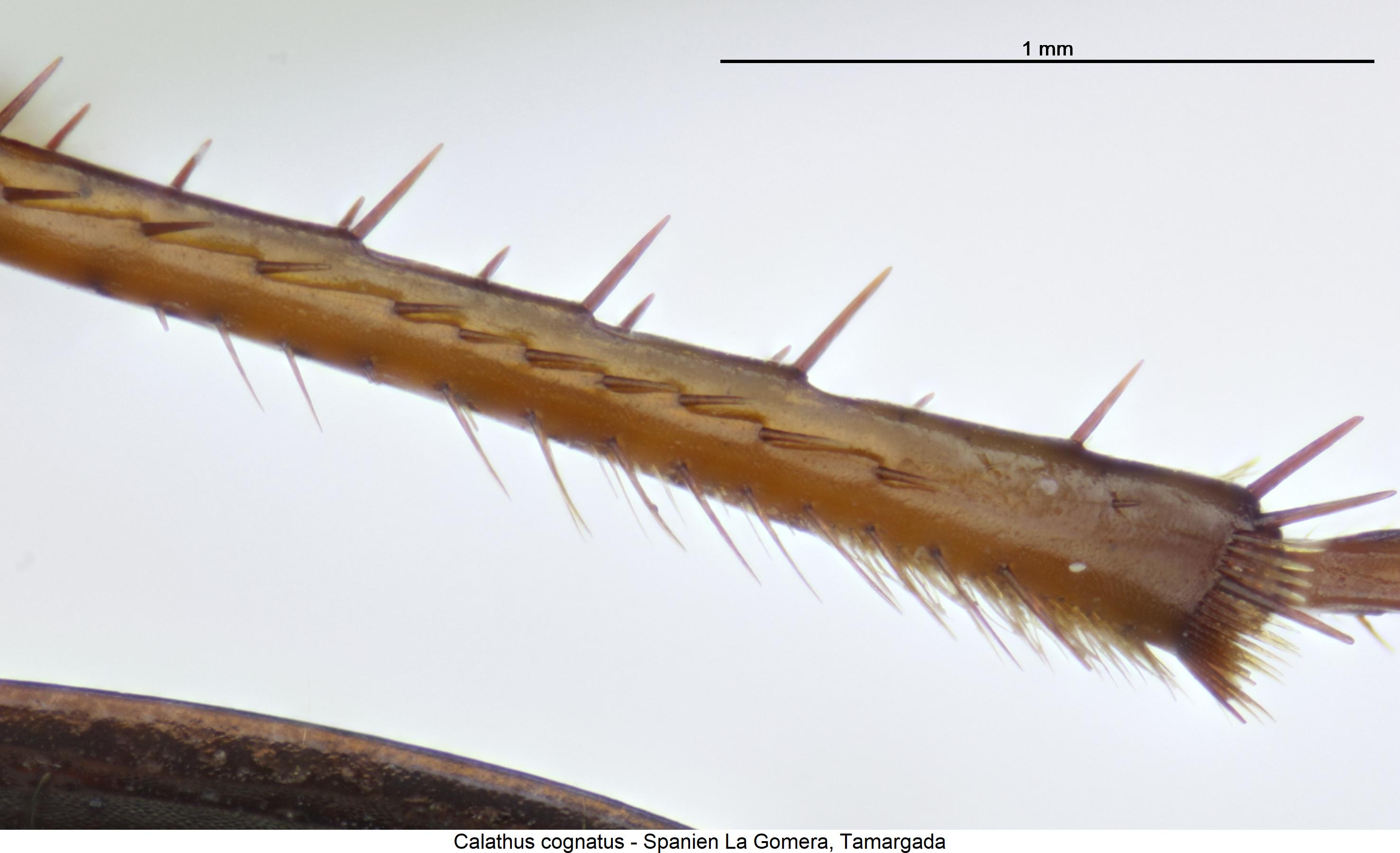 calathus_cognatus_hschn.jpg