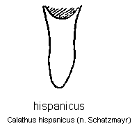 calathus_hispanicus.gif