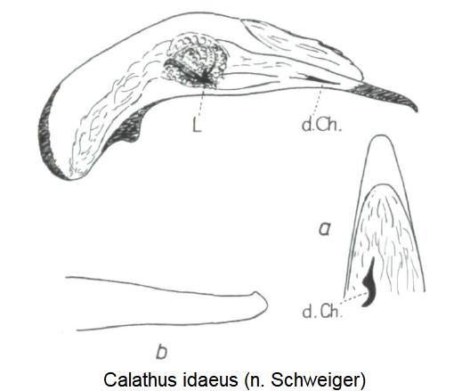 calathus_idaeus.jpg