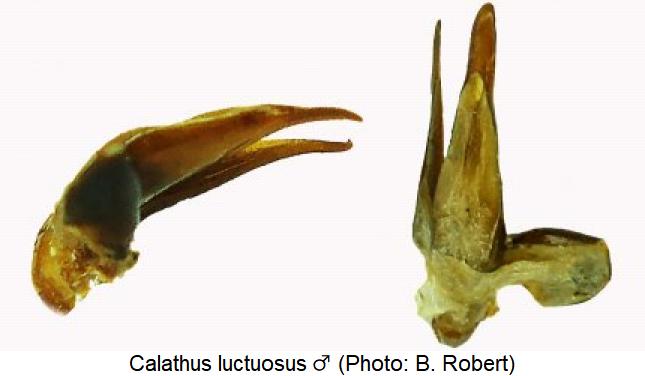 calathus_luctuosus.jpg
