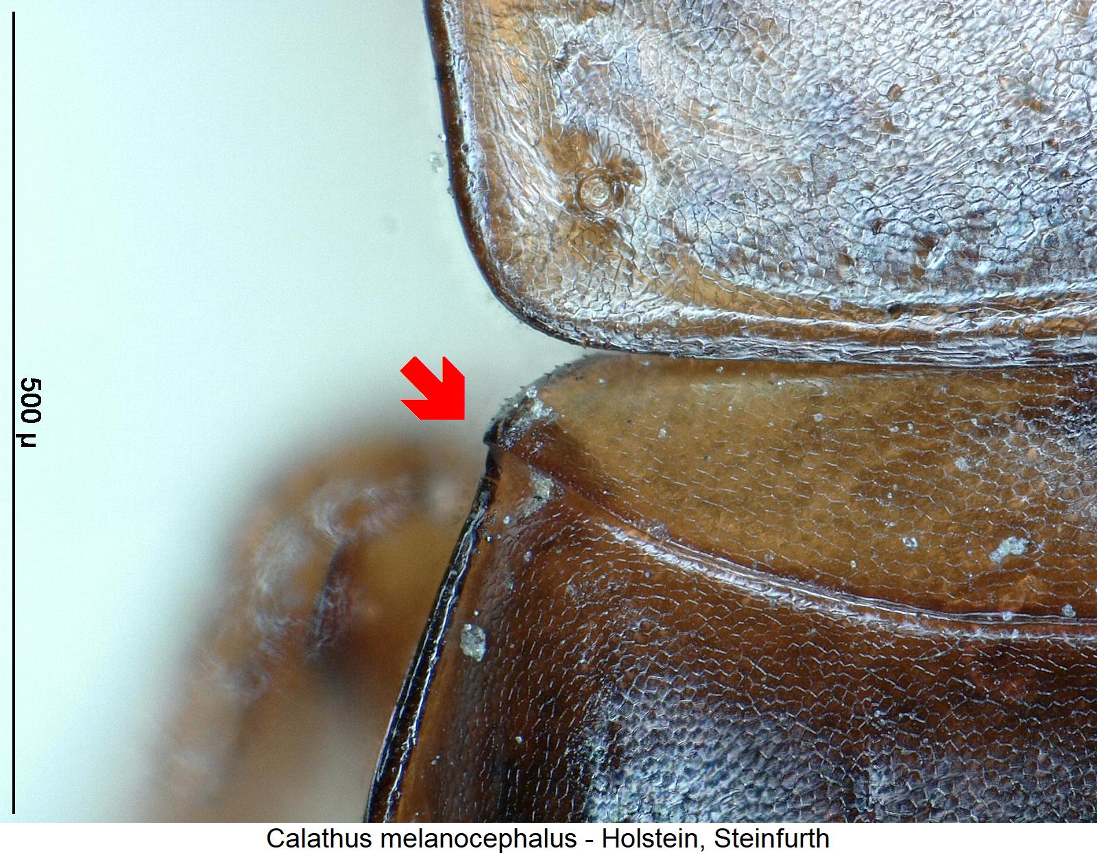 calathus_melanocephalus_hum1.jpg
