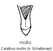 calathus_mollis.gif