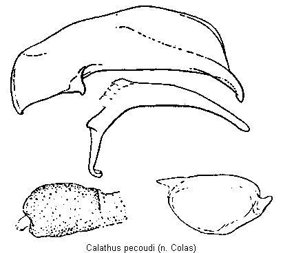 calathus_pecoudi1.jpg