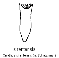 calathus_sirentensis.gif