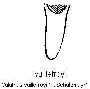 calathus_vuillefroyi.gif
