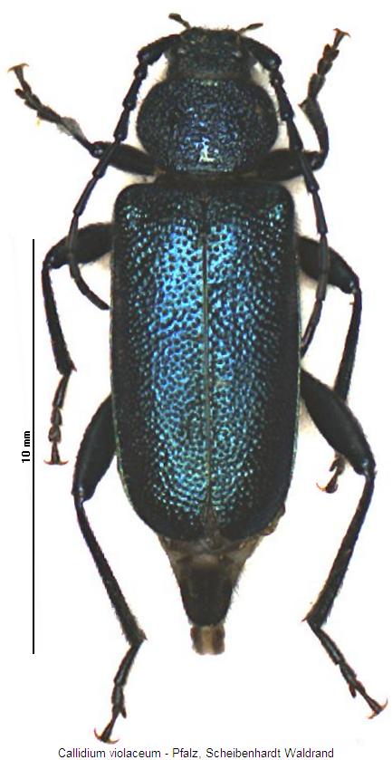 callidium_violaceum_hab.jpg