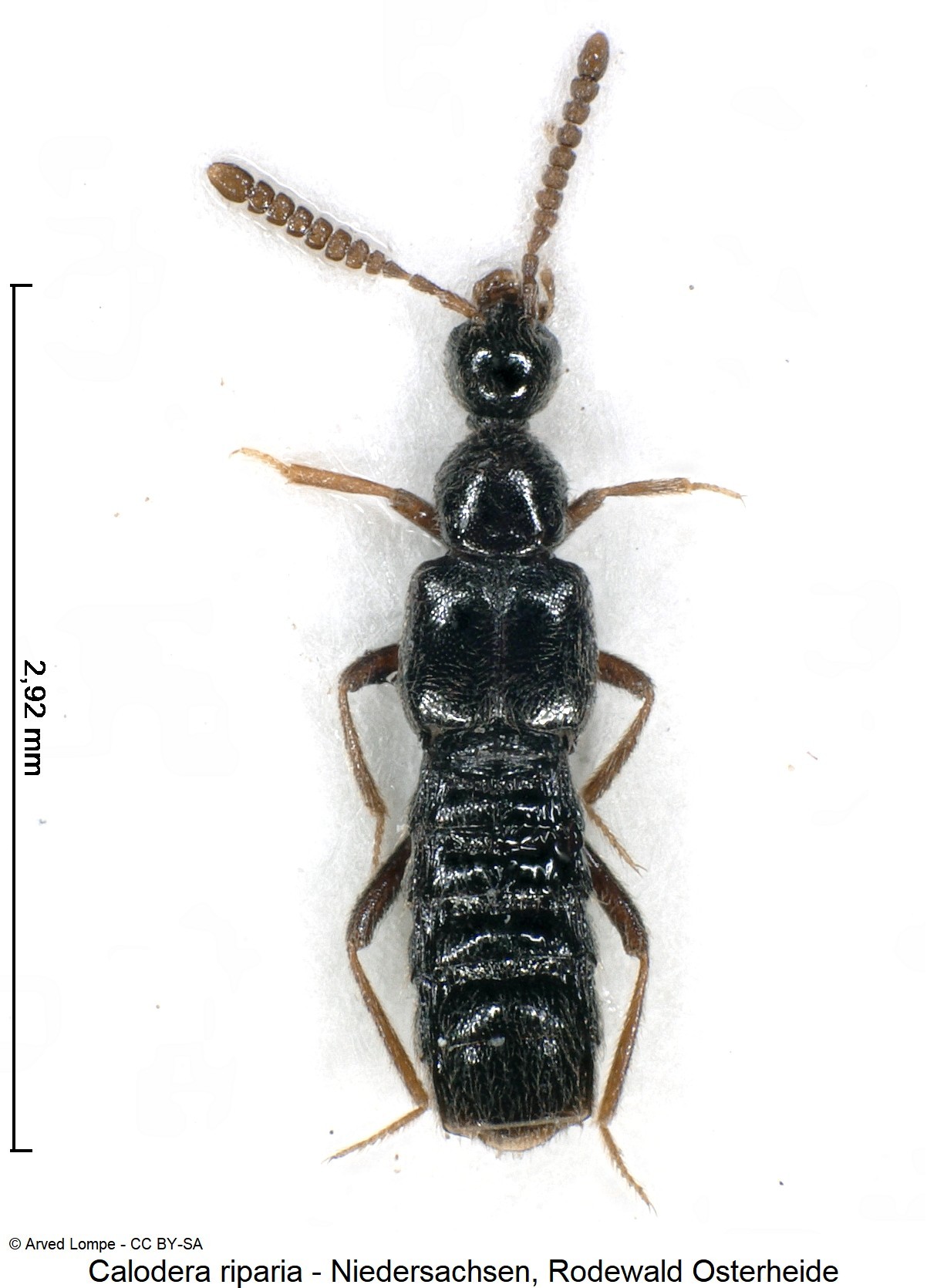 calodera_riparia_ck35855289_hab.jpg