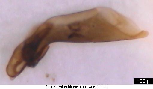 calodromius_bifasciatus.jpg