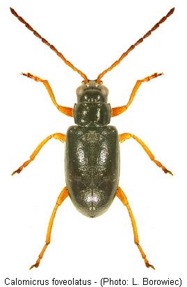 calomicrus_foveolatus.jpg