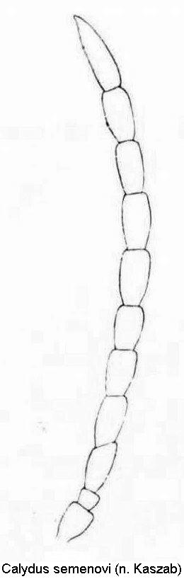 calydus_semenovi_antenne.jpg
