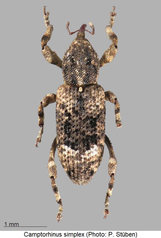 camptorhinus_simplex_hab.jpg