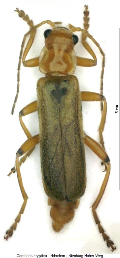 cantharis_cryptica_hab.jpg